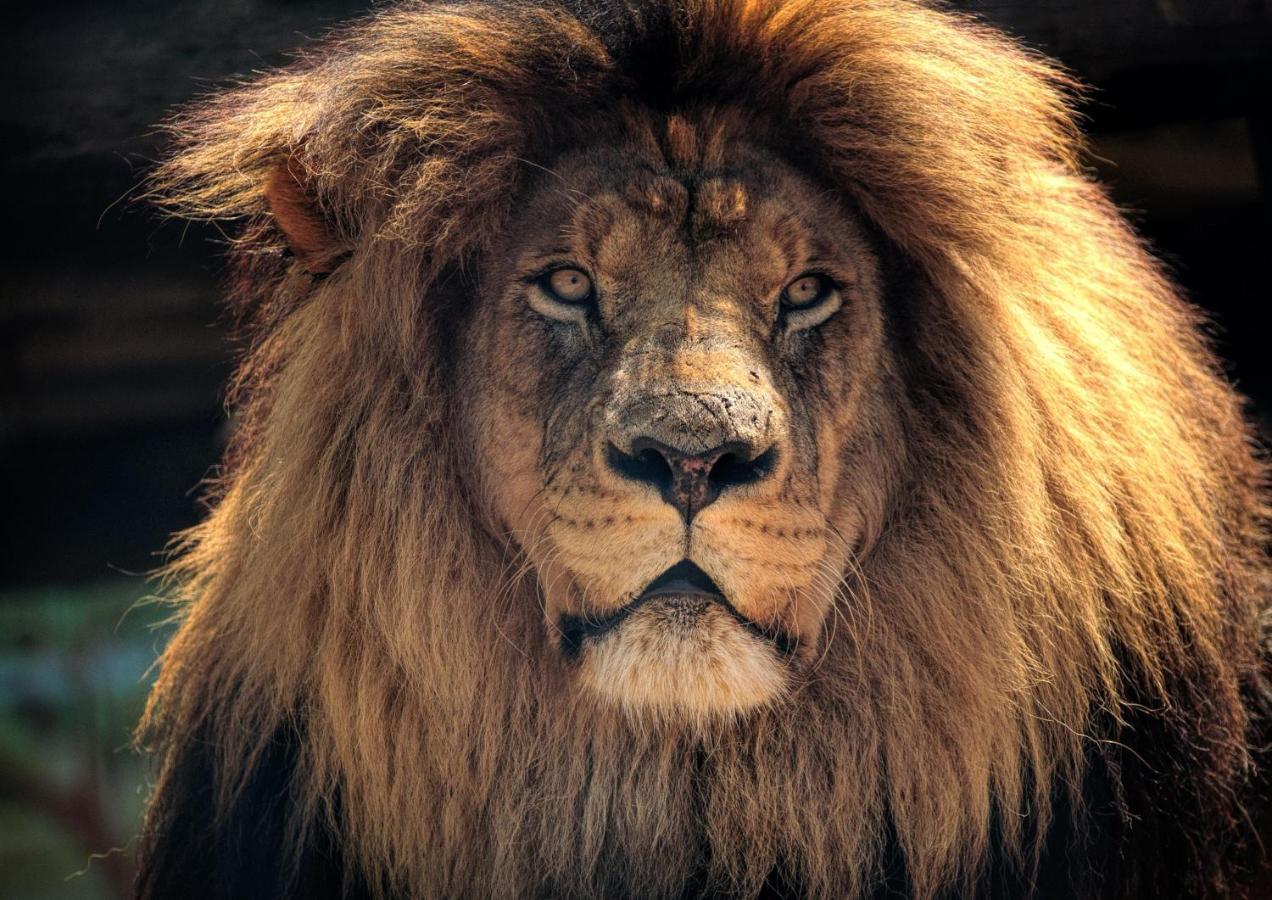 Lions Rock Rapids - Luxury Tented Camp 雾观 外观 照片